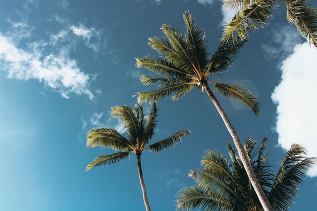 clouds-coconut-trees-daytime-1168764.jpg clouds-coconut-trees-daytime-1168764.jpg